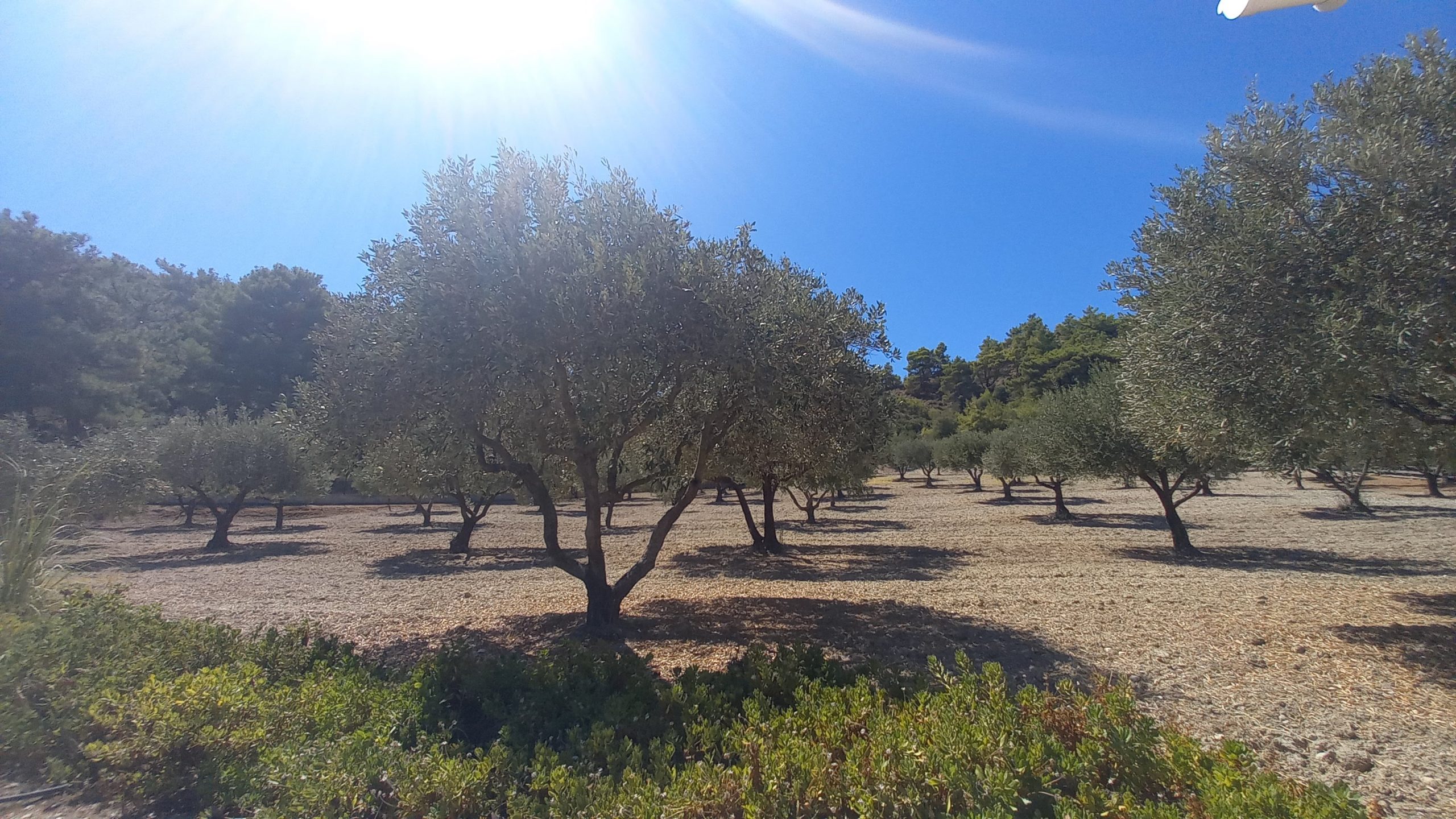 https://villasforsale.gr/wp-content/uploads/2020/09/20200902_134115-scaled.jpg